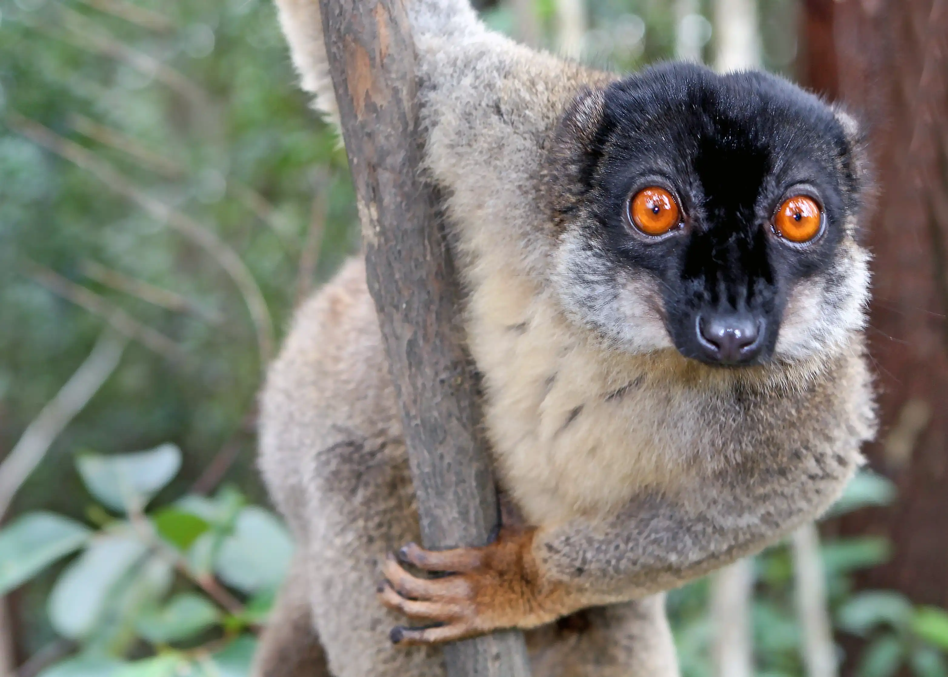 Eulemur fulvus